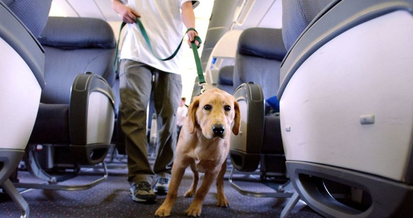 How to book a service dog with Icelandair?